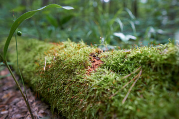 Mossy underbrush in Ichalkovsky Forest, Nizhny Novgorod Oblast.