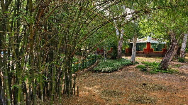 beautiful bamboo tree & hut 