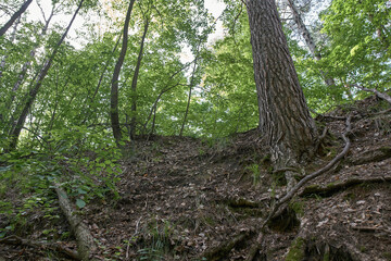Fototapeta premium Ichalkovsky Forest, Nizhny Novgorod Oblast.
