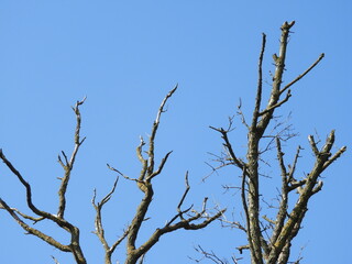 tree branches against blue sky
