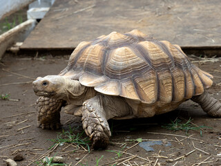 ケヅメリクガメ