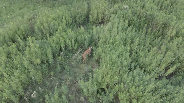 aerial view of a roe deer stag walking among tall plants