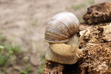 An ordinary in shell garden snail crawling on a stump.