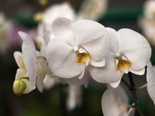 Repeated orchid flowers, selective focus. Beautiful orchids.