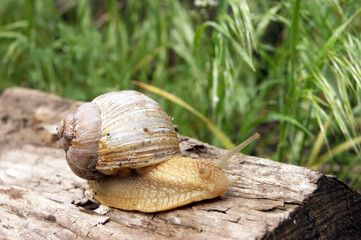 An ordinary in shell garden snail crawling on a stump.