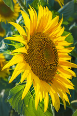 sunflower on a green background