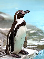 フンボルトペンギン