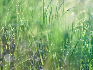 Drops of dew on the grass in defocus