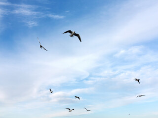 swarm of sea gulls flying close to the beach of an island
