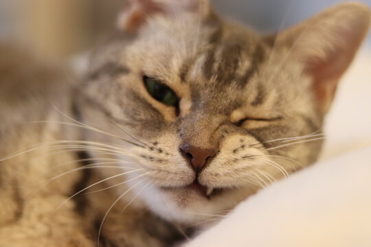 ニヒルに笑う猫アメリカンショートヘア
American short hair of a cat smiling grinning.