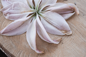 pink lily petals on wood cut