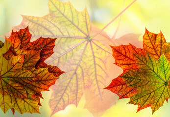 autumn leaves on white