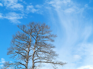 Bare trunks after a forest fire in the background of a beautiful blue sky