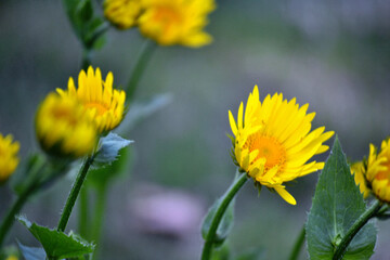 Fototapeta premium Yellow daisies in the spring garden, close-up