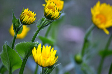 Yellow daisies in the spring garden, close-up