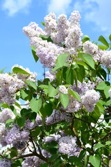 Close-up of Lilac flowers in the spring garden in sunny day against light blue sky, various shades of lilac