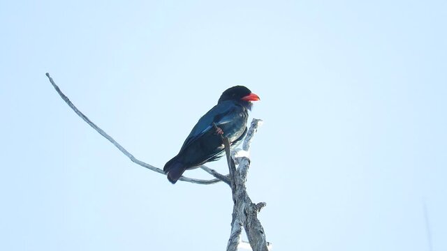 BIRDS OF TANJUNG ARU BEACH, SABAH, BORNEO