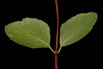 Fototapeta premium Snowberry (Symphoricarpos albus). Twig and Leaves Closeup