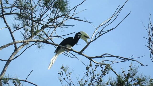 BIRDS OF TANJUNG ARU BEACH, SABAH, BORNEO