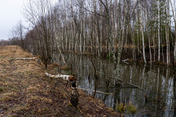 trees felled by beavers on rivers and streams