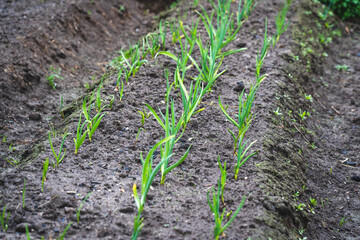 young garlic on the ground in the garden,