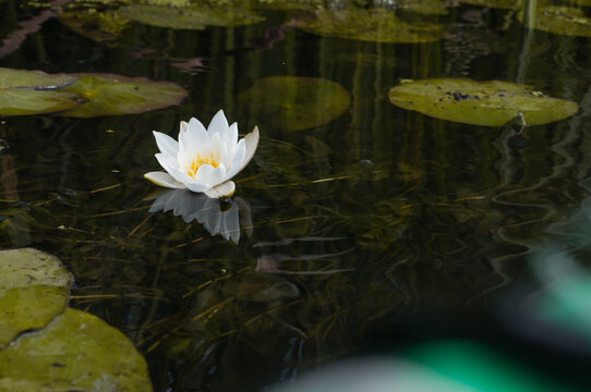 white Lily in the pond, water flower,