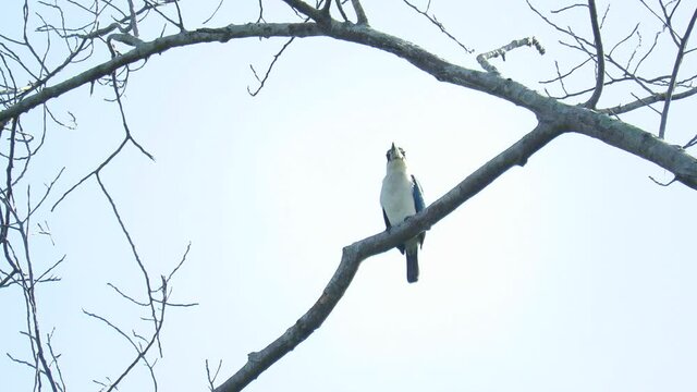 BIRDS OF TANJUNG ARU BEACH, SABAH, BORNEO