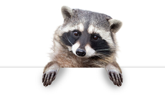 Cute Raccoon with Paws Over White Sign