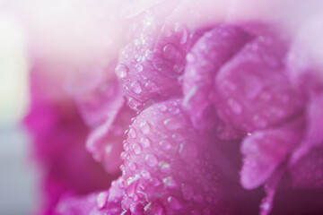 peony petals texture with water drops