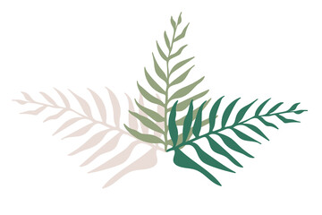 Palm leaves isolated on white background. Clip-art, vector tropical plant.