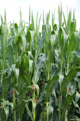 corn field