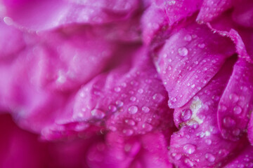 peony petals texture with water drops