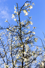 Authentic landscape magnolia flowers against the sky, backlit, backlight, as a background for setting advertising.