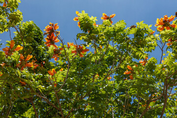 Blooming orange Spathodea Campanulata, or African tulip tree. Bali, Indonesia. 