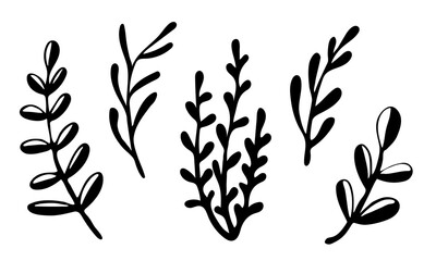 Vector doodle illustration of potherbs. Hand drawn healthy farm vegetable isolated on white background. Organic veggie grown in the garden.