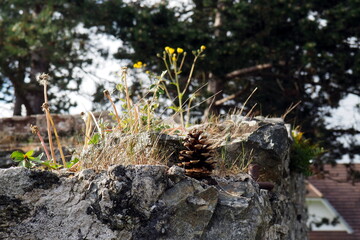 Pomme de pin posée sur un rocher