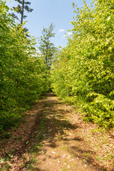 Fototapeta na wymiar Fresh green springtime deciduous forest with hiking traul and bkue sky