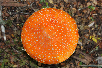 Red Toadstool (Fly Agaric) in New Zealand woodland