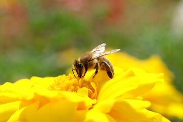 A selective focus shot of a lovely bee on a beautiful yellow blossom in the sunlight and blurred light green background - Stockphoto