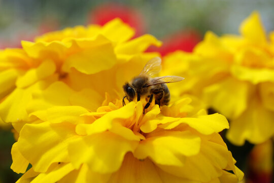 A selective focus shot of a single bee on beautiful yellow blossoms and blurred background - Stockphoto