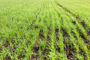 new shoots of a winter wheat selective focus
