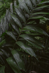 tropical leaves, abstract green leaves texture, nature background