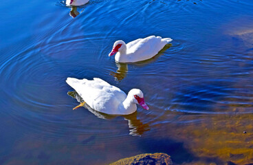 Embalse de Santa Fe en El Montseny Barcelona España
