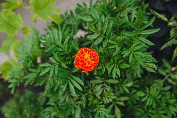 Beautiful lonely orange, red marigold flower grows and blooms in the garden in nature, top view.