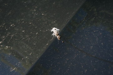 A patch of white bird droppings on the hood of a black, dirty car. A lucky omen.
