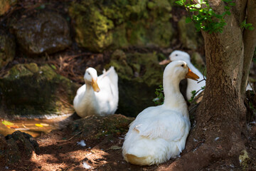 white duck  in farm yard. The rural scene on sunny day, close up