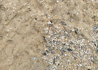 The texture of small and large, multi-colored sea shells mixed with sand. Photograph, top view.