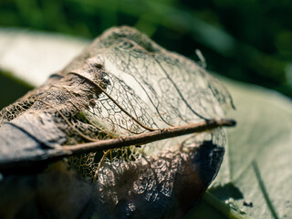 Close up of a dry leaf