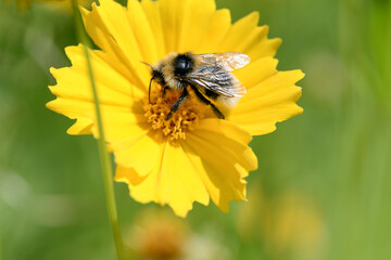 bumblebee on yellow flower