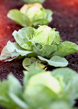 Row green cabbage on farm vegetable organic bed background. Gabbage in the garden, cabbage in the sun in the evening, summer at sunset. Gardening. Organic food concept. New harvest of vegetables.
